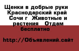 Щенки в добрые руки - Краснодарский край, Сочи г. Животные и растения » Отдам бесплатно   